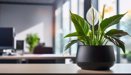 potted spathiphyllum or peace lily house plant in black modern pot on a desk in an office background with copy space on the right