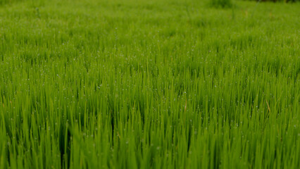 photo of a vast expanse of rice fields in a village