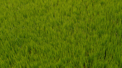 photo of a vast expanse of rice fields in a village