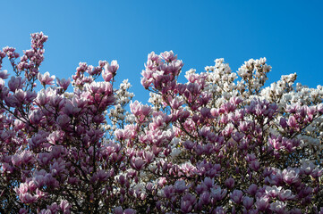Magnolia blossoms on a tree