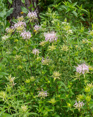 A cluster of wild bergamot, Monarda fistulosa, with light pink flower heads and lush foliage.