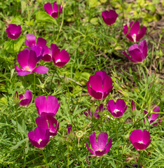 Callirhoe involucrata, commonly known as purple poppy mallow or wine cups, features striking bright purple-pink flowers. Growing in a grassy meadow.