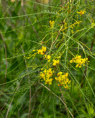 A thorny branch of Parkinsonia aculeata, Jerusalem thorn, a spiny shrub with multiple arching stems, petioles, and leaflets. The five-petaled yellow flowers have a purplish center.