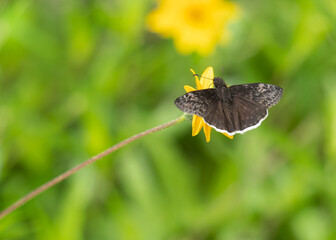 Erynnis funeralis, funereal duskywing, on a yellow coreopsis. The wings are spread, detailing...