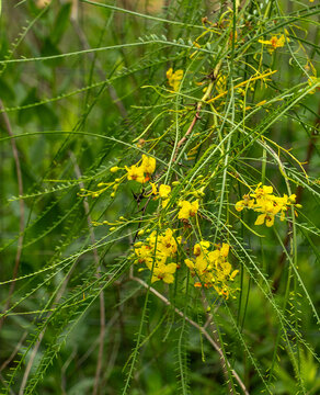 A thorny branch of Parkinsonia aculeata, Jerusalem thorn, a spiny shrub with multiple arching stems, petioles, and leaflets. The five-petaled yellow flowers have a purplish center.