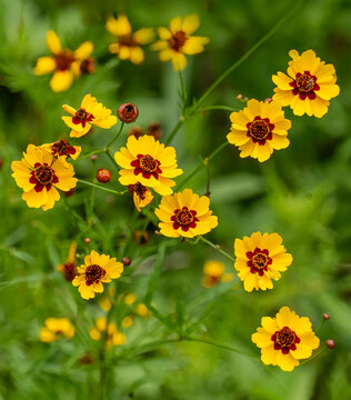 ハルシャ菊② 2本 ハルシャギク (Coreopsis tinctoria)