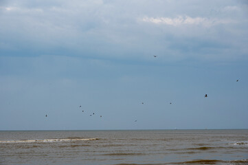 Birds flying over the sea in the blue sky