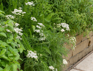 Common yarrow, Achillea millefolium, with fern-like leaves and numerous tiny white flowers arranged...