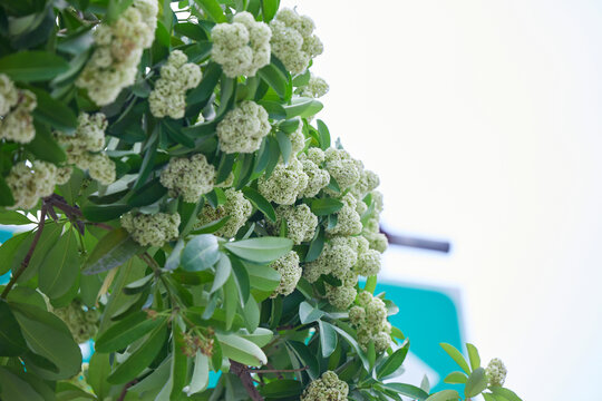 Close-up view of white cheesewood flower blooming on tree branch