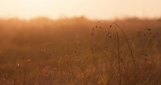 Wide shot of a calm sun kissed grassland savanna of kenya during morning
