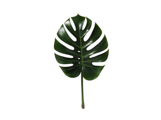 Monstera leaf, white isolate background