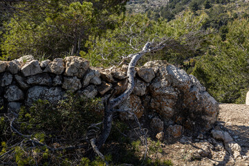 Dry tree on the background of an ancient stone wall, green mountains and blue Spanish sky