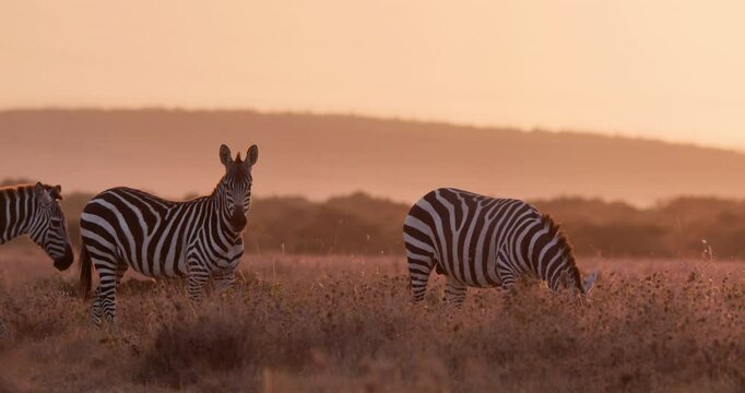 Extreme wide shot of a zeal of zebras (Equus quagga) feeding while another is walking in the savanna bushland of kenya in the evening.