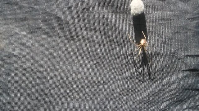 Reproduction of spiders. The light flower spider attached the grayish cocoon with eggs to the vertical gray wall of the tent. Camouflage
