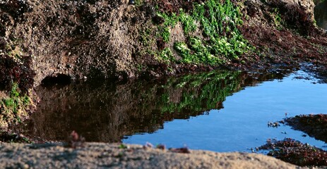 Rocks at low tide. Landscape of a wild rocky beach. Reefs. Sand. Texture surfaces. Close-up. Contrasting background. Poster. Wallpaper. Poster