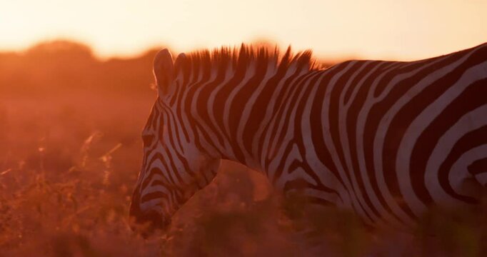Close up silhouette shot of zebras (Equus quagga) frame strolling through a radiant grassland during sundown in kenya