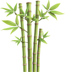 Obraz premium Illustrative Green Bamboo Plants