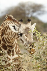 Giraffa che mangia, primo piano.