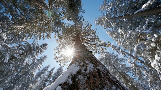 Majestic winter pine tree sunlight snow covered branches forest sky cold view blue cold woods image