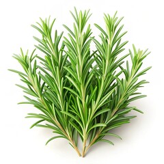 Fototapeta premium dill isolated on white background