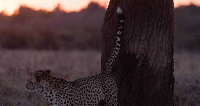 Close up shot of a lone eyed cheetah (Acinonyx jubatus) body spraying urine on a tree limb in the plain of kenya at sundown