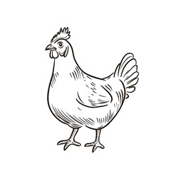 Detailed hand drawn farm hen standing side view with comb and tail feathers in black ink sketch style isolated on white background vector illustration
