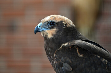Portrait d'un rapace