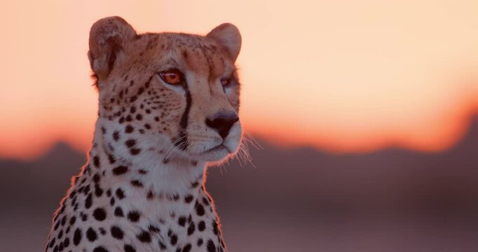 Close up shot of a monocular cheetah's (Acinonyx jubatus) head peering into a kenyan plain during the evening in kenya