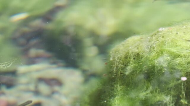 Small silvery fish swimming near verdant green algae in crystalline freshwater of natural spring, showcasing underwater ecosystem of portuguese aquatic environment
