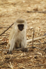 Obraz premium Scimmia africana seduta tra le sterpaglie