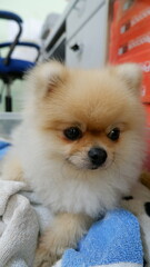 Pomeranian puppy getting up from bed