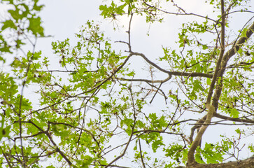 Eichen-Prozessionsspinner am Baum