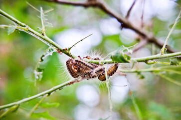 Eichen-Prozessionsspinner am Baum