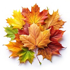Fototapeta premium autumn maple leaf