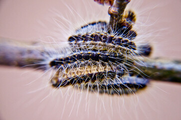 Eichen-Prozessionsspinner am Baum