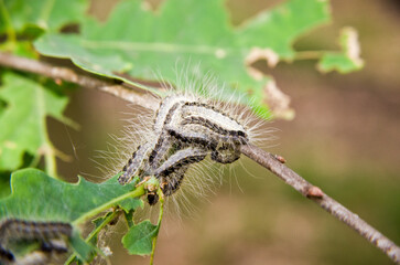 Eichen-Prozessionsspinner am Baum