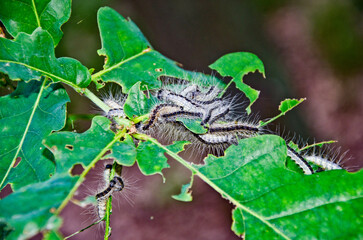 Eichen-Prozessionsspinner am Baum