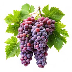 Fototapeta premium bunch of grapes