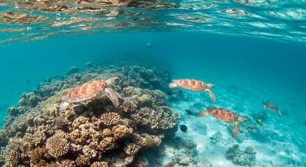 Fototapeta premium Graceful Sea Turtles Glide Through Coral Reefs in Turquoise Waters