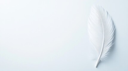 Obraz premium White feather on light blue background delicate minimalist image
