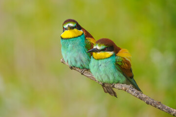 European Bee-eaters perched on a branch