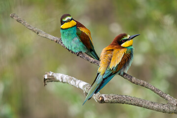 European Bee-eaters perched on a branch