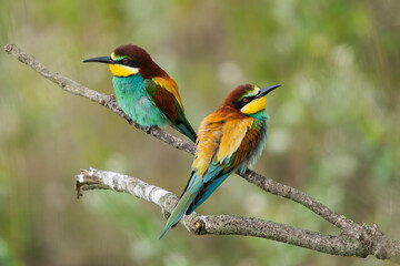 European Bee-eaters perched on a branch