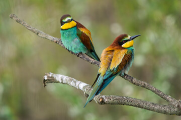European Bee-eaters perched on a branch