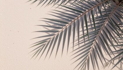 Fototapeta premium Palm leaf resting on a textured surface background.