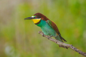 European Bee-eaters perched on a branch