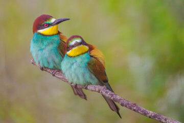 European Bee-eaters perched on a branch