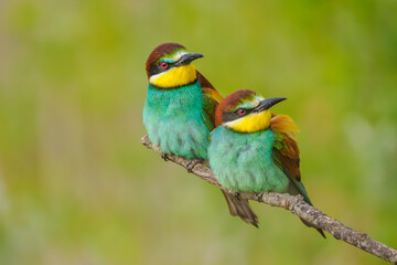 European Bee-eaters perched on a branch