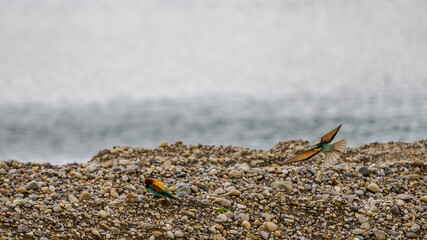 Bee-eaters in flight over a lake and gravel pit