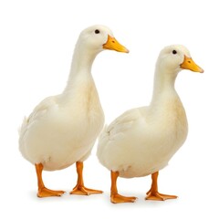 Two ducks standing closely together, side view, isolated on white background